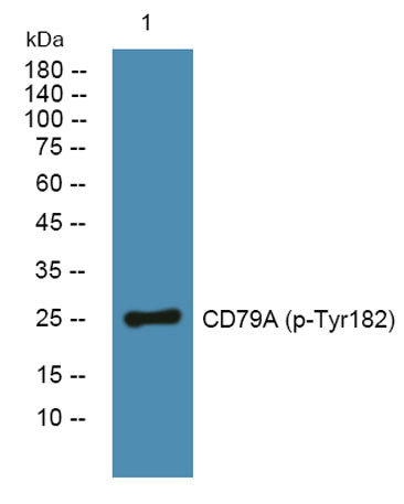 CD79A (phospho-Tyr182)  rabbit pAb
