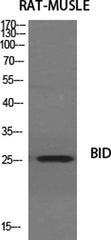 BID rabbit pAb
