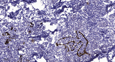 CD130/gp130 (Phospho-Ser782) rabbit pAb