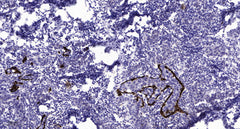 CD130/gp130 (Phospho-Ser782) rabbit pAb