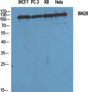 BM28 rabbit pAb