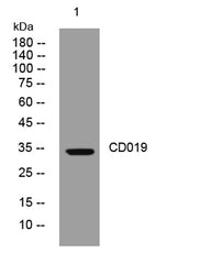 CD019 rabbit pAb