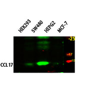 CCL17 rabbit pAb