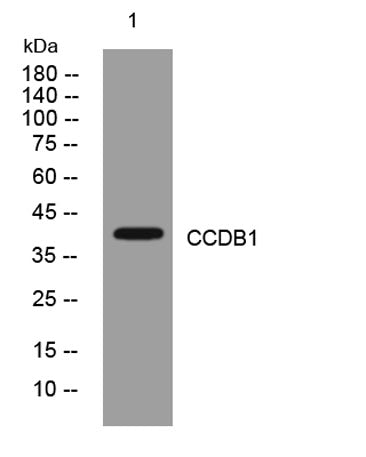 CCDB1 rabbit pAb