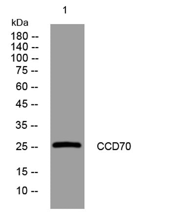 CCD70 rabbit pAb