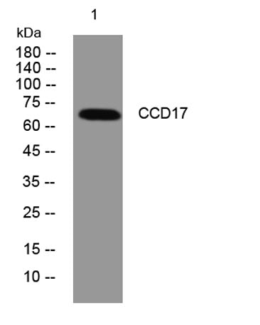 CCD17 rabbit pAb