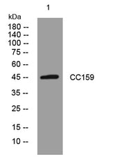 CC159 rabbit pAb