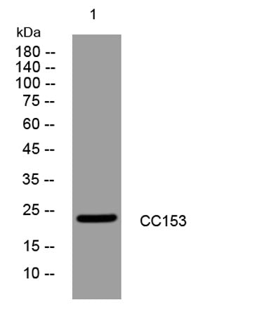CC153 rabbit pAb
