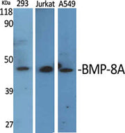 BMP-8A rabbit pAb