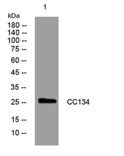 CC134 rabbit pAb