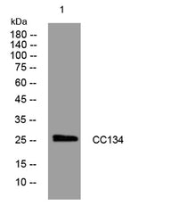 CC134 rabbit pAb