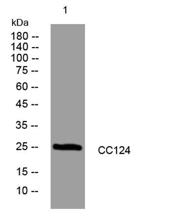 CC124 rabbit pAb