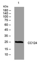 CC124 rabbit pAb