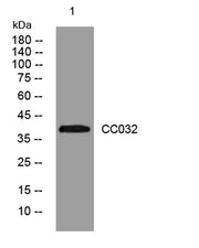 CC032 rabbit pAb