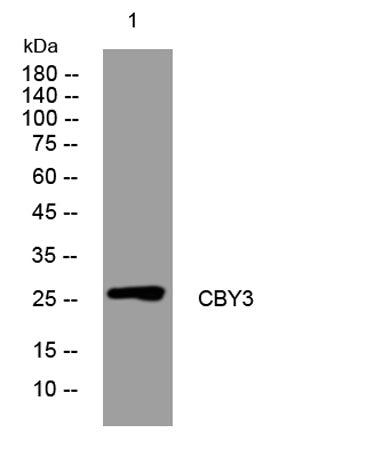 CBY3 rabbit pAb