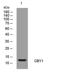 CBY1 rabbit pAb