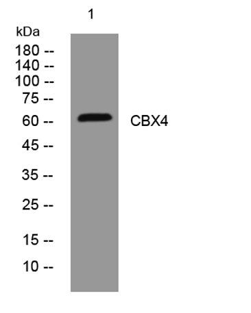 CBX4 rabbit pAb