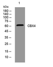 CBX4 rabbit pAb
