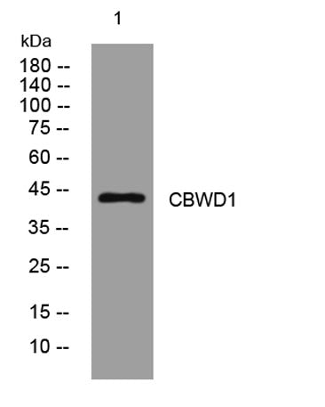 CBWD1 rabbit pAb