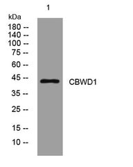 CBWD1 rabbit pAb