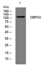 CBPC4 rabbit pAb