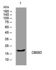 CB083 rabbit pAb