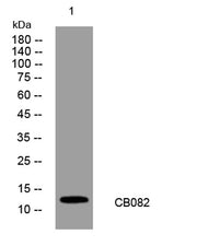 CB082 rabbit pAb