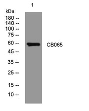 CB065 rabbit pAb
