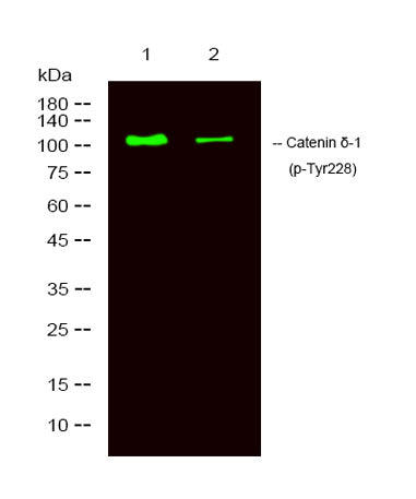 Catenin δ-1 (phospho-Tyr228) rabbit pAb