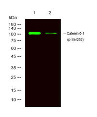 Catenin δ-1 (phospho-Ser252) rabbit pAb