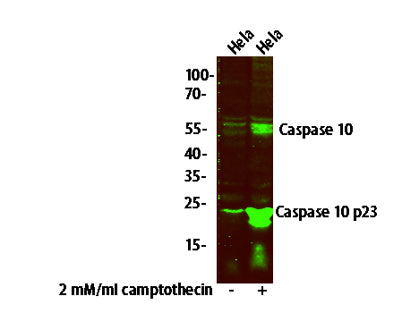 Caspase 10 (p23/17, Cleaved-Val220) Rabbit pAb