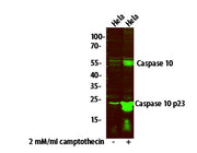 Caspase 10 (p23/17, Cleaved-Val220) Rabbit pAb