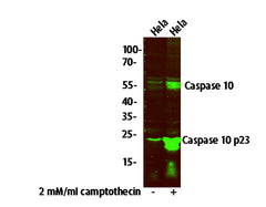 Caspase 10 (p23/17, Cleaved-Val220) Rabbit pAb