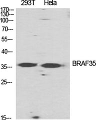 BRAF35 rabbit pAb