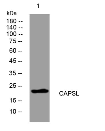 CAPSL rabbit pAb