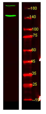 c-Abl (phospho-Tyr89)  rabbit pAb