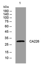 CA226 rabbit pAb