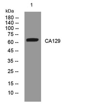 CA129 rabbit pAb