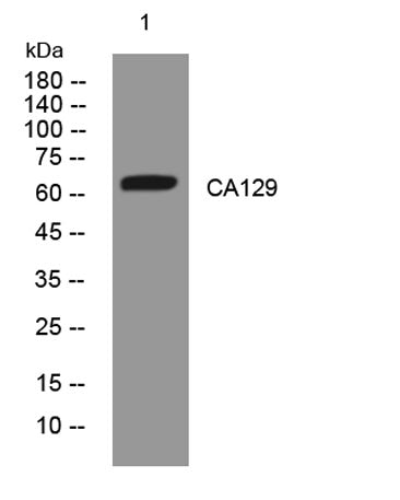 CA129 rabbit pAb