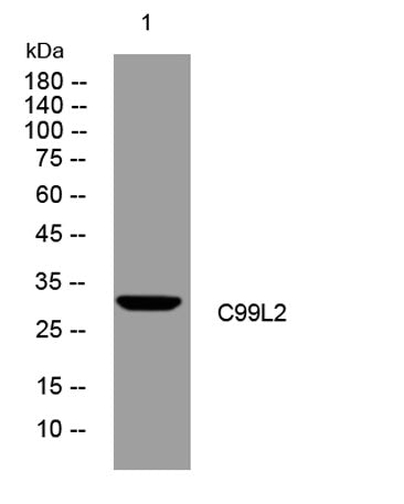 C99L2 rabbit pAb