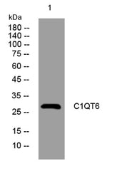 C1QT6 rabbit pAb