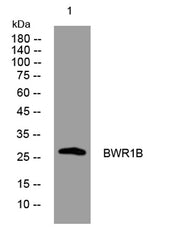 BWR1B rabbit pAb