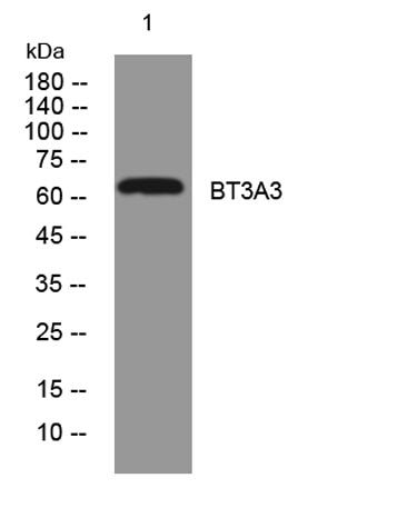 BT3A3 rabbit pAb