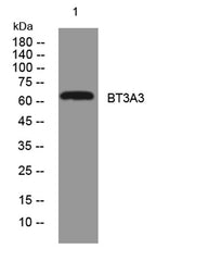 BT3A3 rabbit pAb