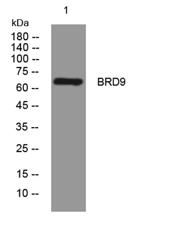 BRD9 rabbit pAb