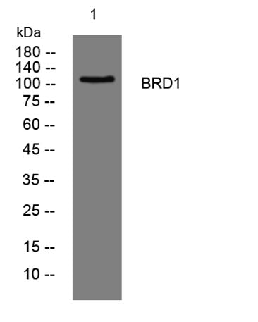BRD1 rabbit pAb