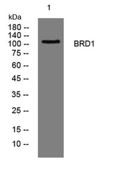 BRD1 rabbit pAb