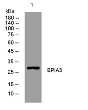 BPIA3 rabbit pAb