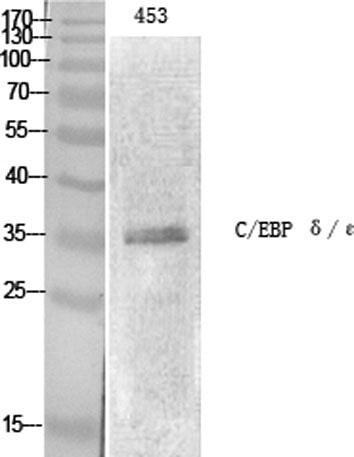 C/EBP ε rabbit pAb