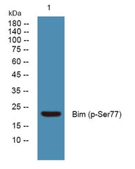 Bim (phospho-Ser77)  rabbit pAb